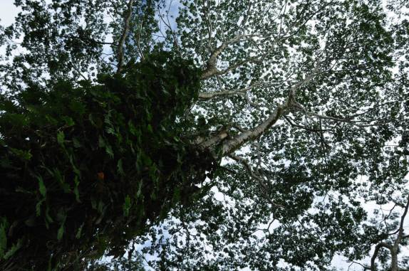Muito verde na região de Hilo, na Big Island, no Hawaii